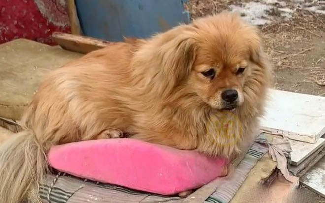 Chú chó kiên trì ngồi chờ chủ 5 năm, câu chuyện đằng sau khiến cư dân mạng xót xa Ảnh 2