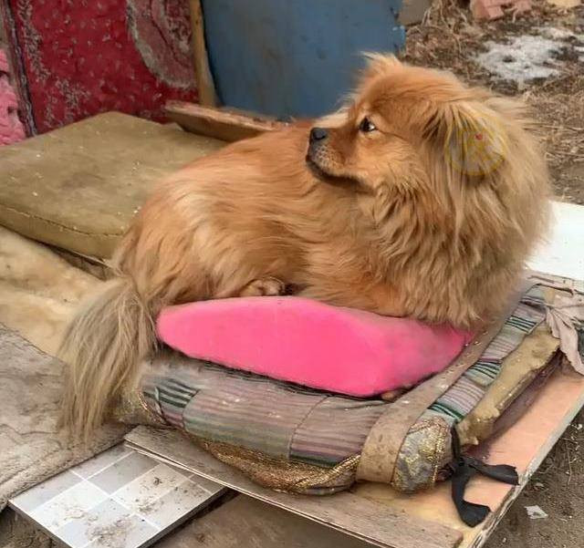 Chú chó kiên trì ngồi chờ chủ 5 năm, câu chuyện đằng sau khiến cư dân mạng xót xa Ảnh 7