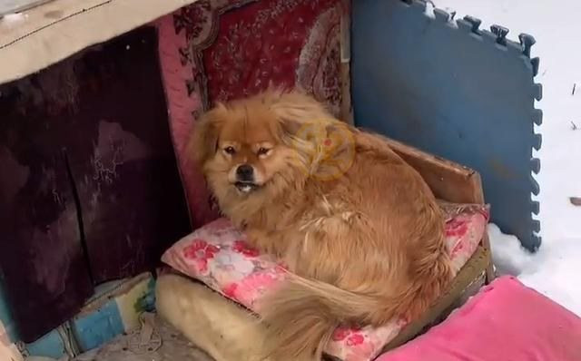 Chú chó kiên trì ngồi chờ chủ 5 năm, câu chuyện đằng sau khiến cư dân mạng xót xa Ảnh 6