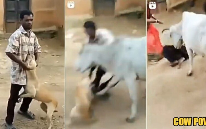 Nghiệp quật tức thì: Ngược đãi chó, người đàn ông bị bò tấn công điên cuồng Ảnh 2