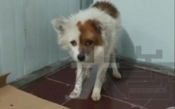 Chủ nhân qua đời, chú chó bị bán vẫn tự chạy 60 km về thăm chốn cũ, canh gác ở cửa suốt 2 năm Ảnh 2