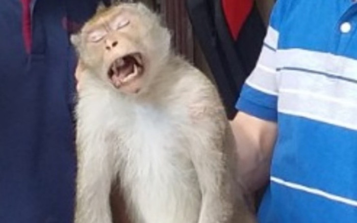 Khỉ cụt 1 chân ở TP HCM bất ngờ cắn nhiều người bị thương ở quận 12 Ảnh 2
