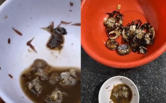 Thấy hàng chục sinh vật bò lúc nhúc từ bát gạch cua, cô gái hoảng hồn muốn bỏ chạy Ảnh 2