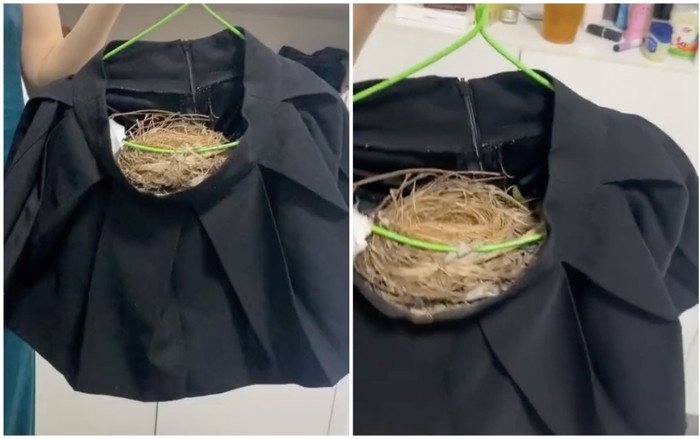 Nhiều tháng không trở lại phòng trọ, cô gái hết hồn khi phát hiện thứ này giăng kín trong chiếc váy ngắn Ảnh 2