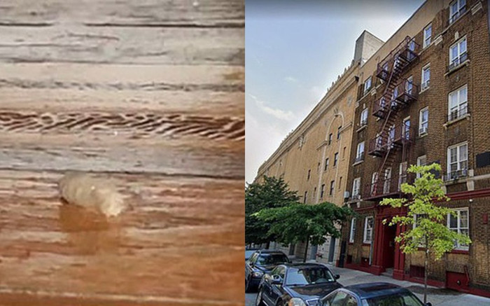 Thấy đàn giòi rơi từ trần nhà gỗ, cô gái 'tái mặt' khi cùng cảnh sát phá cửa nhà hàng xóm Ảnh 2