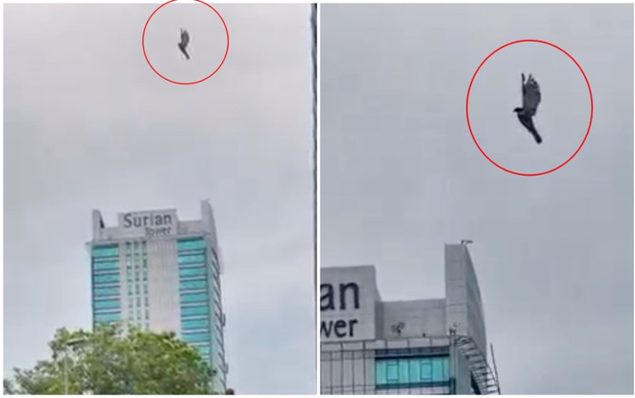 Cảnh chim đại bàng bỗng 'hoá đá' lơ lửng, bất động giữa bầu trời, tất cả thất thần gọi cảnh sát Ảnh 2