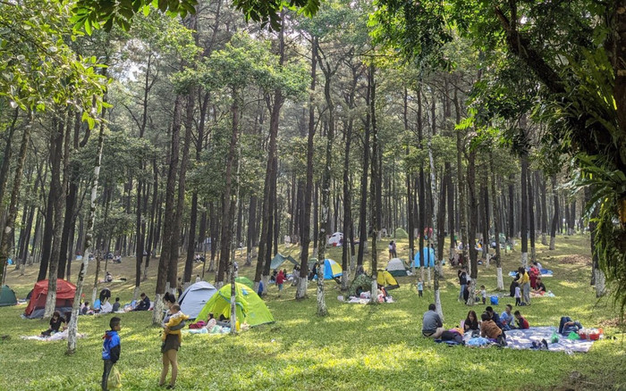 Kéo nhau lên vườn quốc gia Ba Vì ngắm dã quỳ, du khách nhận phải thất vọng tràn trề Ảnh 2