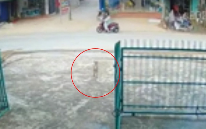 Xe máy tông văng chú chó bất ngờ chạy cắt ngang đường, diễn biến sau đó mới khiến netizen tranh cãi Ảnh 2