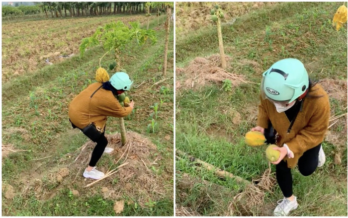 Đang ung dung trên đường, cô gái trộm đu đủ rồi lên mạng xin lỗi làm netizen xôn xao: 'Cái nết ai độ nổi' Ảnh 2