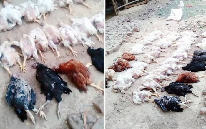 Đàn gà 63 con lăn ra đột tử vì nhạc đám cưới quá to Ảnh 2