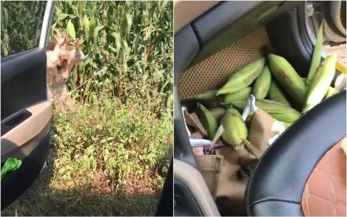 Đánh ô tô đi trộm ngô, nhóm bạn trẻ hả hê thích thú với 'chiến lợi phẩm', cộng đồng mạng xem mà chán Ảnh 2