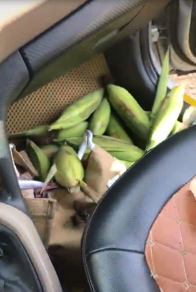 'Chiến lợi phẩm' của nhóm bạn trẻ và dường như họ vẫn chưa có ý định dừng lại. 