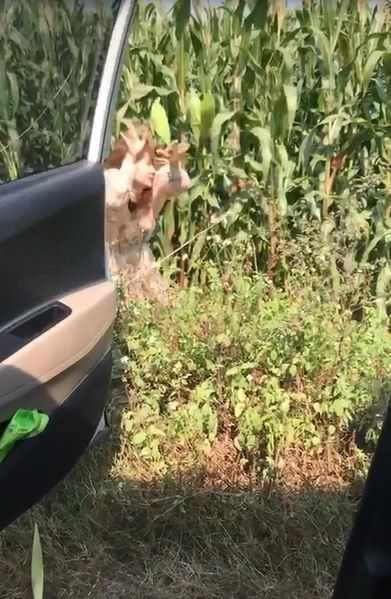 Cô gái xuống ruộng ngô để bẻ trộm.