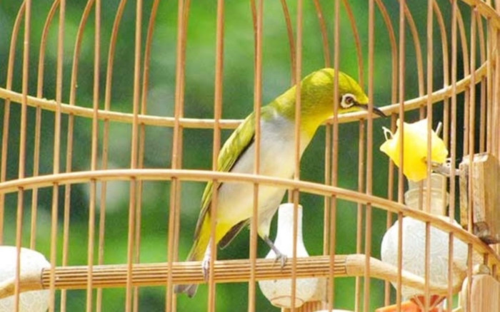 Nhóm côn đồ dùng kim tiêm đâm người để cướp… chim vành khuyên Ảnh 2