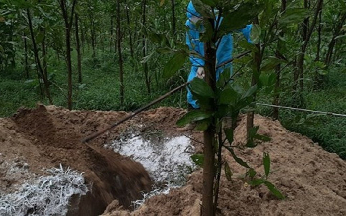 Quảng Ngãi lần đầu tiên ghi nhận ổ dịch cúm gia cầm A/H5N8 Ảnh 2