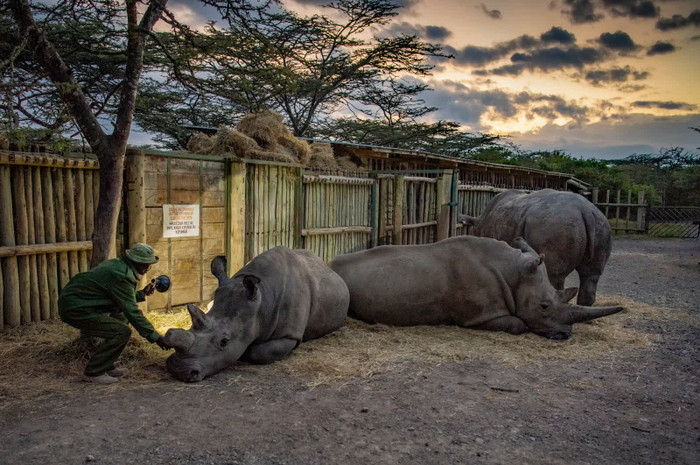 Zacharia Mutai, người trông coi tê giác tại Khu bảo tồn Ol Pejeta ở miền bắc Kenya, kiểm tra Najin và Fatu, hai con tê giác trắng phương bắc cuối cùng còn sống trên hành tinh.