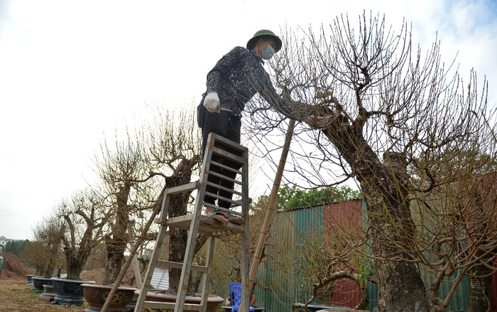 Tết cận kề, người dân Nhật Tân bỏ hàng chục triệu 'tân trang' đào ở công đoạn cuối, chuẩn bị xuống phố Ảnh 2