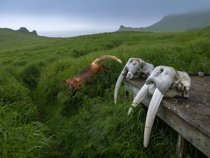 Bức ảnh mô tả sống động cảnh thiên nhiên hoang dã tại đảo Round, Alaska, Mỹ. Ảnh: Acacia Johnson