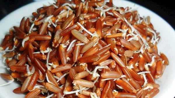 Gạo lứt mọc mầm có lượng dinh dưỡng cao hơn gấp 4 lần so với bình thường. 