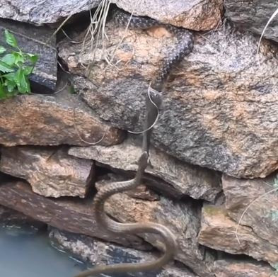 Cảnh cá cắn rắn, rắn cắn cá nhanh chóng gây thu hút sự chú ý của cộng đồng mạng. 