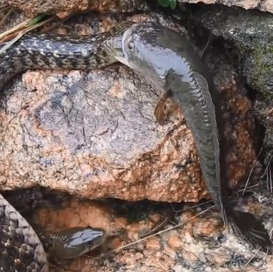 Con cá lóc đang ngoạm đầu một con rắn to gấp mấy lần mình mà không hề biết rằng có một con rắn khác đang rình mình. 