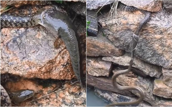 Clip: Đang ngoạm đầu con rắn to gấp 4 lần mình, cá lóc bị con rắn khác 'cắn lén' Ảnh 2