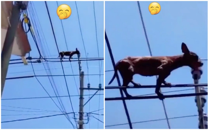 Cún nổi hứng đu dây điện, 'sen' ngán ngẩm không hiểu sao lên nổi, netizen lắc đầu 'chiếc chó hư hỏng' Ảnh 2
