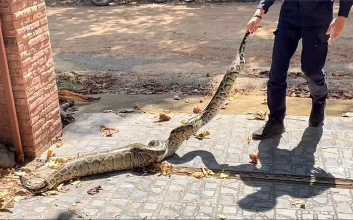 Nghe tiếng chó sủa vang, người nông dân sốc khi phát hiện trăn 2,5m làm điều kinh hãi Ảnh 2