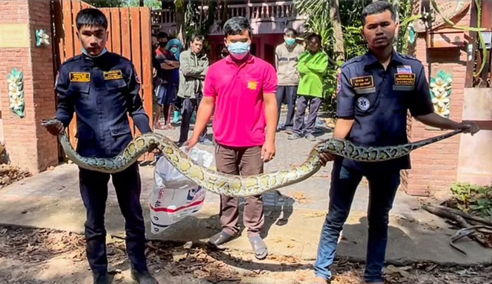 Nghe tiếng chó sủa vang, người nông dân sốc khi phát hiện trăn 2,5m làm điều kinh hãi Ảnh 4