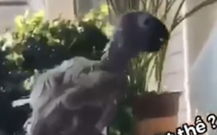 Chú chim trụi lông hát vang bài ca thất tình hút gần 10 triệu lượt xem Ảnh 2