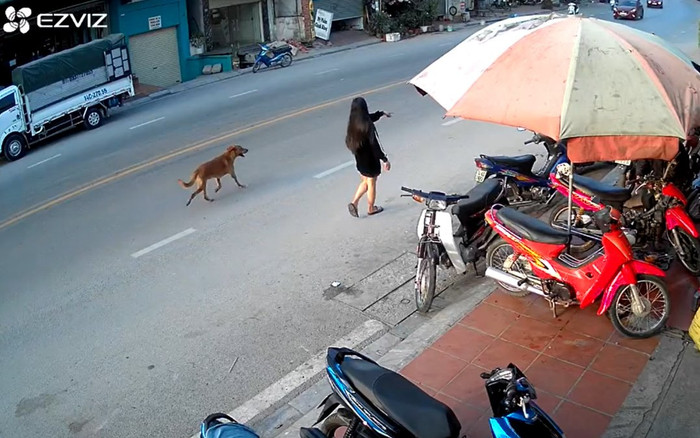 Bức xúc cảnh cô gái hồn nhiên thả chó chạy nghênh ngang giữa đường gây tai nạn Ảnh 2
