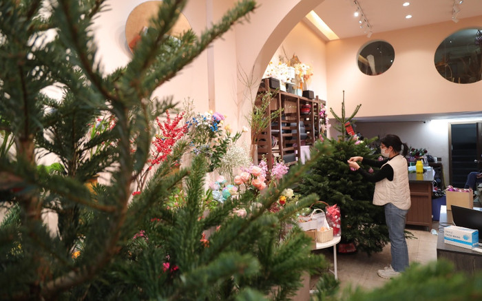 Giáng sinh cận kề, dân Hà Nội nô nức chi hàng trăm triệu mua cây thông nhập khẩu Ảnh 2