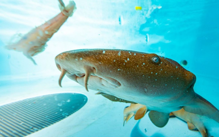 Phát hiện kháng thể cá mập có thể vô hiệu hóa cả biến chủng Omicron và Delta Ảnh 2