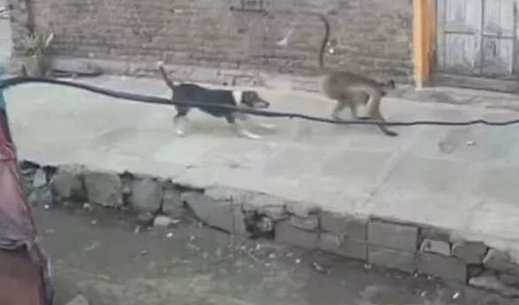 Kinh hãi đàn khỉ thảm sát 250 con chó để báo thù Ảnh 2