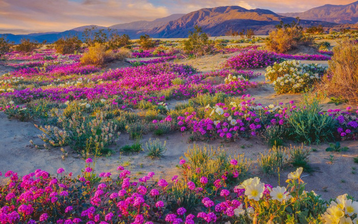 'Sao Hỏa Trái Đất' hàng thập kỷ không mưa bỗng nở rộ hoa như thiên đường Ảnh 2