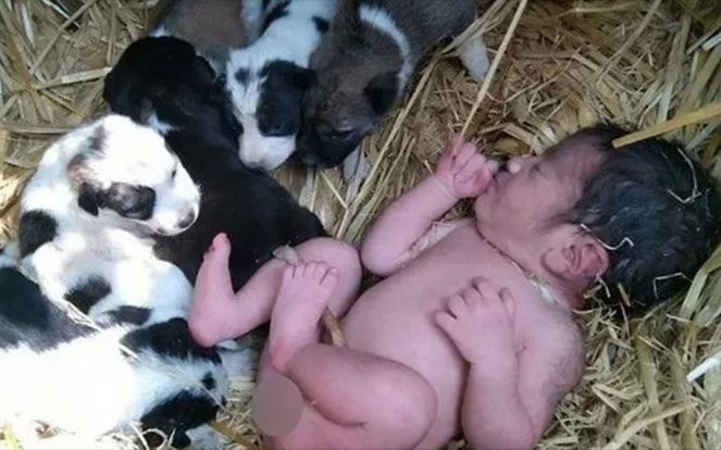 Bị bỏ rơi giữa đồng vắng, em bé được đàn chó cưu mang Ảnh 2