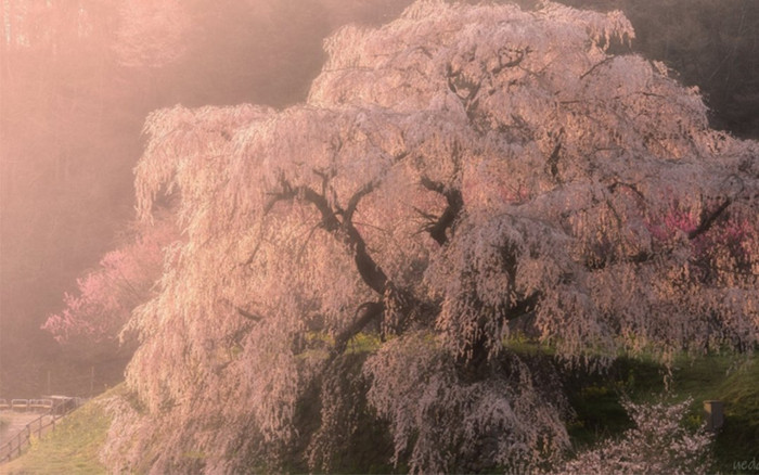 Cây hoa anh đào 'nhỏ lệ' đặc biệt khiến nhiều người tò mò đến công viên Ảnh 2