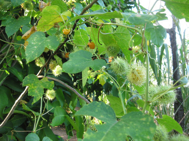 Cây lạc tiên giúp an thần, ngủ ngon. 