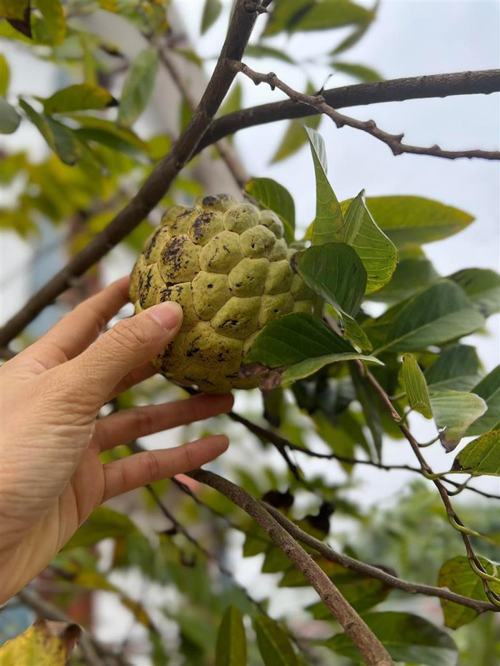 Trong vườn rất nhiều cây trái.