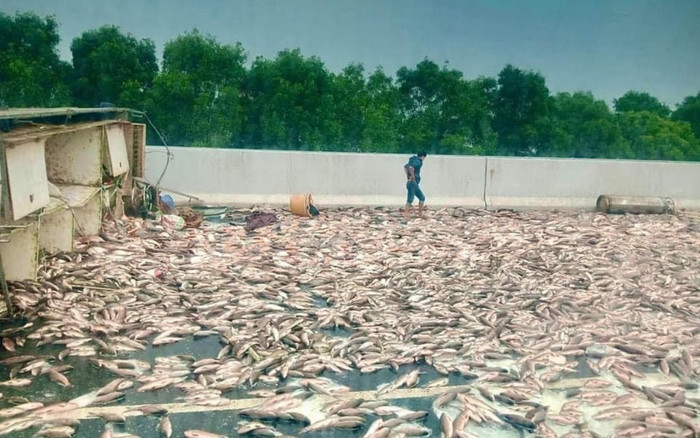 Ô tô gặp nạn bất ngờ, hàng tấn cá phủ trắng mặt đường cao tốc Hà Nội – Hải Phòng Ảnh 2