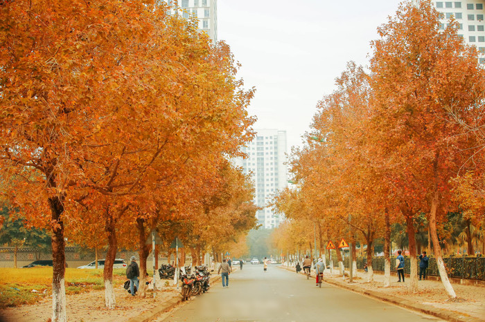 Bức ảnh được chia sẻ gây xôn xao, lá phong rực rỡ như Hàn Quốc trên con đường tại thủ đô khiến nhiều bạn trẻ rủ nhau tới 'sống ảo'.