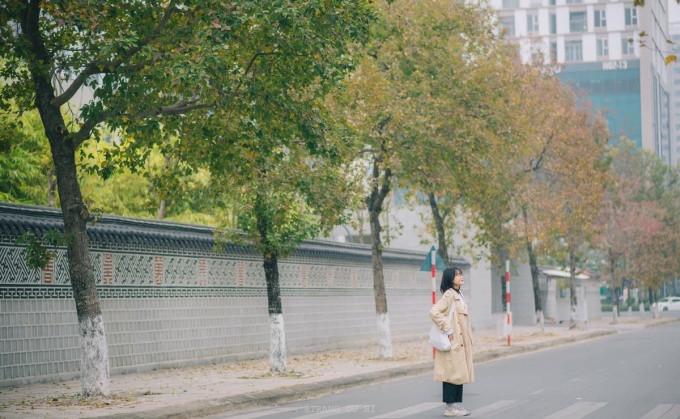 Thực tế lại cây sau sau này đổi màu lá lác đác, không đều màu và rực rỡ như những bức ảnh đã qua chỉnh sửa.