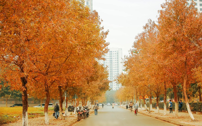 Sự thật 'ngã ngửa' về con đường Hàn Quốc lãng mạn, ngập trời lá phong đỏ nổi tiếng Hà Nội Ảnh 2