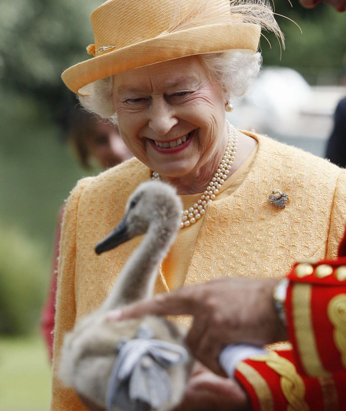 Quản lý và đánh dấu bầy thiên nga: Ban đầu, chỉ có một người chăm sóc những con thiên nga của Nữ hoàng, người được gọi là 'Người trông coi thiên nga'. Tuy nhiên, sau đó vị trí này được tách ra thành 2 vị trí khác nhau. Vai trò của người quản lý và người đánh dấu bầy thiên nga là thường xuyên kiểm tra sức khỏe của những con chim và đếm số lượng con trên sông Thames. Thêm vào đó, các nhiệm vụ cứu hộ và bảo tồn cũng do những người này đảm nhiệm.