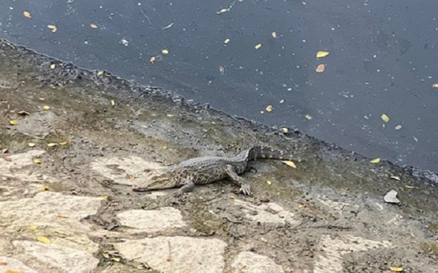 TP.HCM: Người dân tá hỏa phát hiện cá sấu nằm phơi nắng trên bờ kè Ảnh 2
