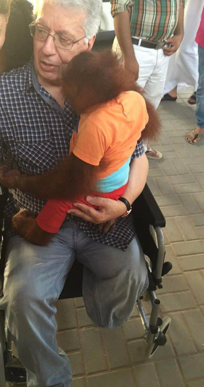 'Con đười ươi nhận ra cái chân bị cụt của ông tôi và chạy đến, ôm hôn ông. Nó không muốn rời khỏi ông tôi'.