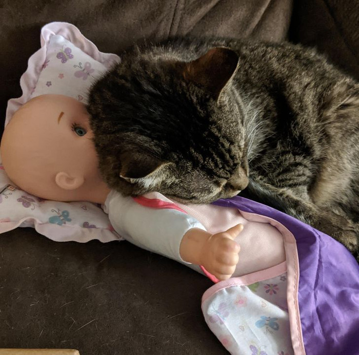 'Con mèo mù của chúng tôi đang ôm đồ chơi của con gái chúng tôi vì nó có mùi giống con bé”.