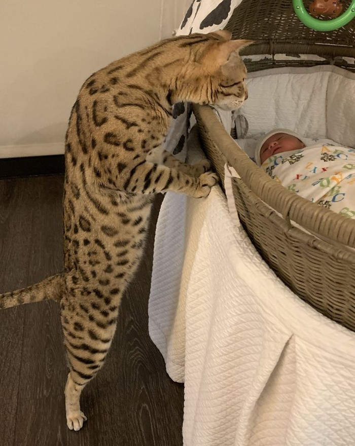 Mèo con quấn quýt bên nôi của em bé sơ sinh nhà chủ làm 'tan chảy' bao trái tim. Chủ nhân bức ảnh chia sẻ, trong quá trình vợ anh mang thai, con mèo cưng luôn quấn quýt ở bên cạnh cô ấy.&nbsp;