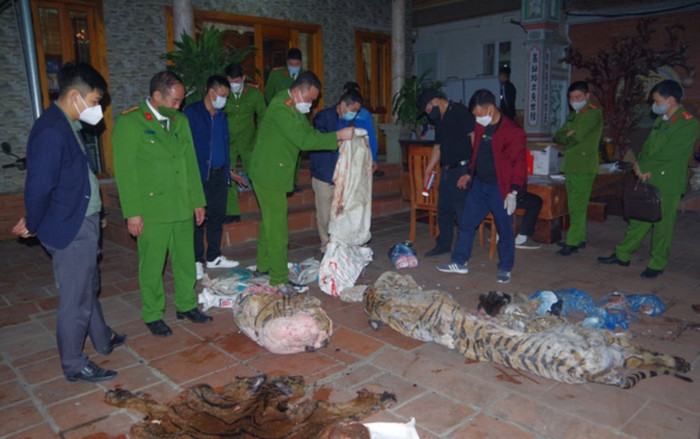 Chủ tịch xã ở Thái Nguyên bị bắt giữ vì giết mổ hổ nấu cao Ảnh 2