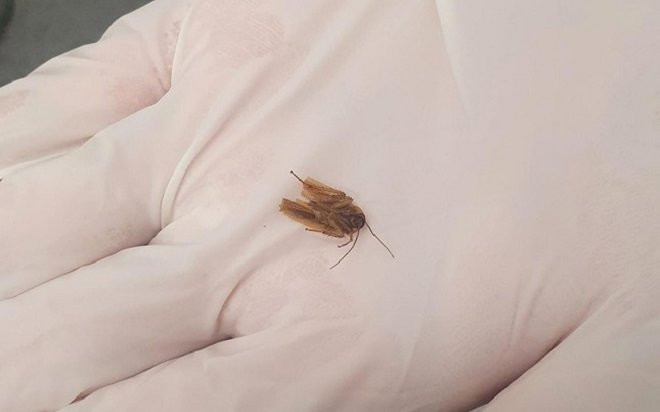 Gián mắc kẹt trong tai khiến người đàn ông bị điếc hẳn một bên Ảnh 2